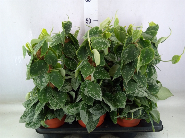 <h4>Scindapsus pictus 'Silvery Ann'</h4>