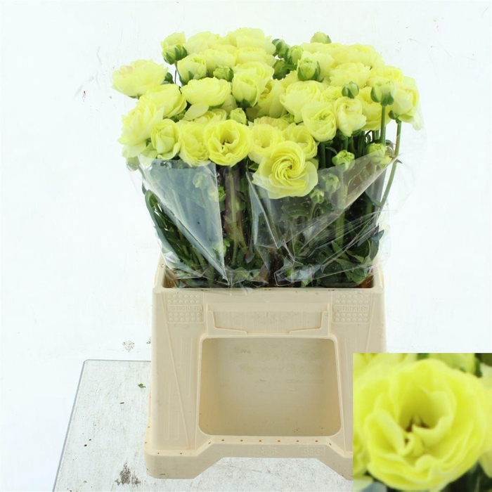 <h4>RAN N MODERNA LIMON</h4>