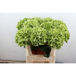 Hydrangea mag emerald classic