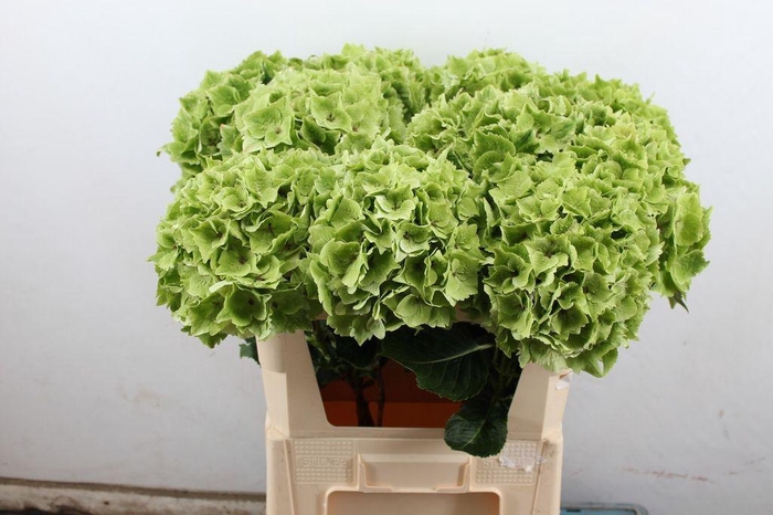 <h4>Hydrangea mag emerald classic</h4>