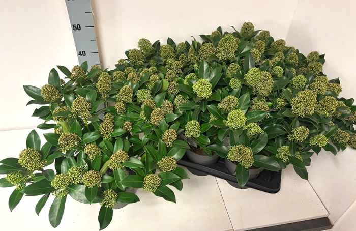 <h4>SKIM J FRAG CLOUD</h4>