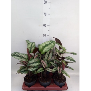 Calathea majestica 'Whitestar'
