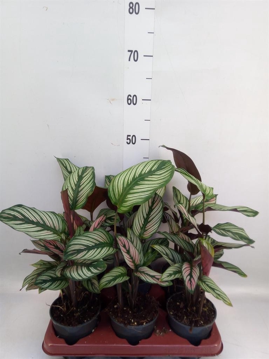 <h4>Calathea majestica 'Whitestar'</h4>