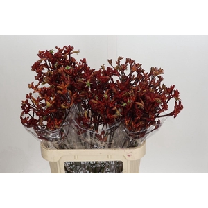 Anigozanthos Early Spring Indoor