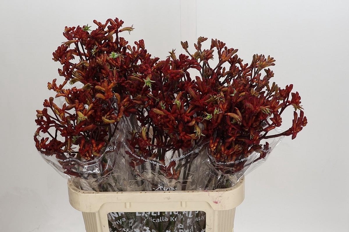 <h4>Anigozanthos Early Spring Indoor</h4>