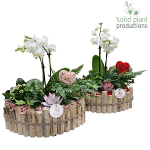 HVPE006 Napoli Large Red/Pink Mix