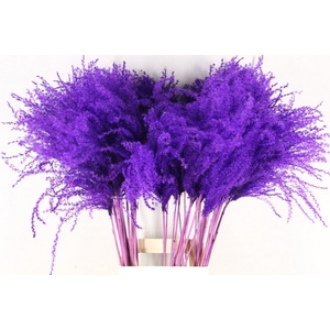 Dried miscanthus paint purple