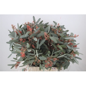 Euca Populus Bloei Red P Bunch
