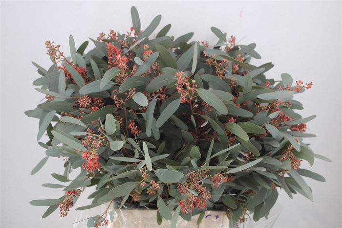 <h4>Euca Populus Bloei Red P Bunch</h4>