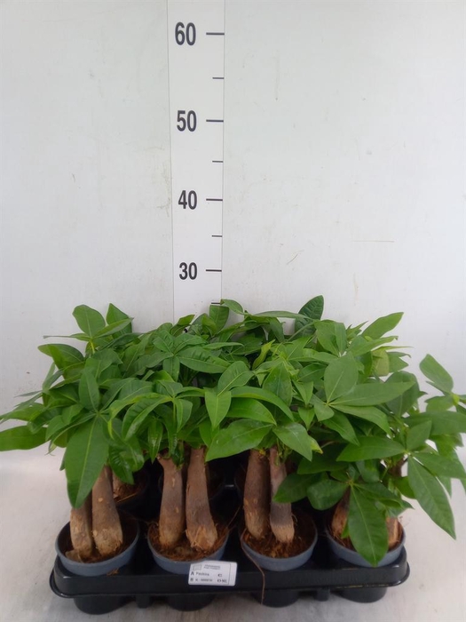 <h4>Pachira aquatica</h4>