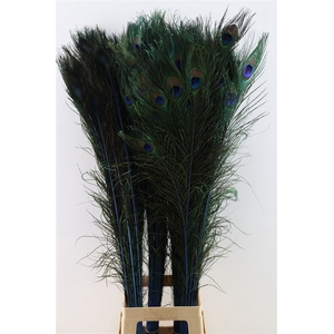 Feather Peacock L90-100 Naturel Dark Blue