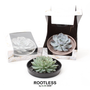 ROOTLESS Echeveria, Panda bowl - marble box