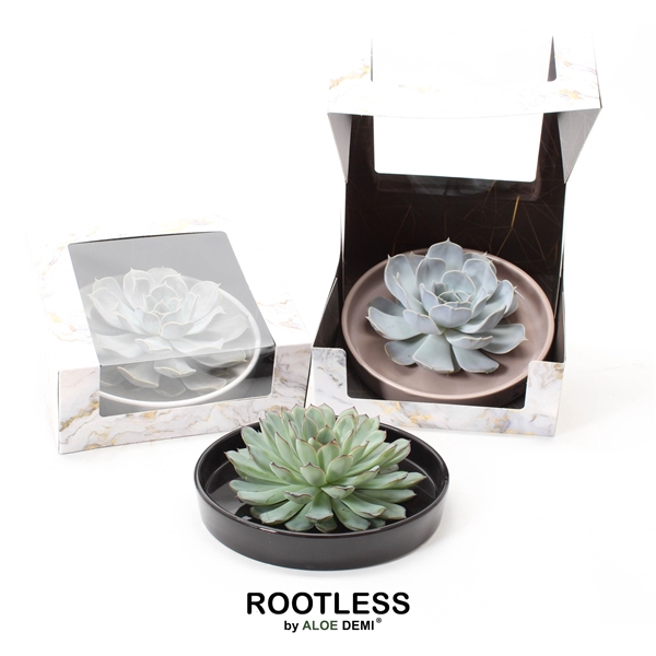 <h4>ROOTLESS Echeveria, Panda bowl - marble box</h4>