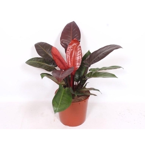 Philodendron Sun Red