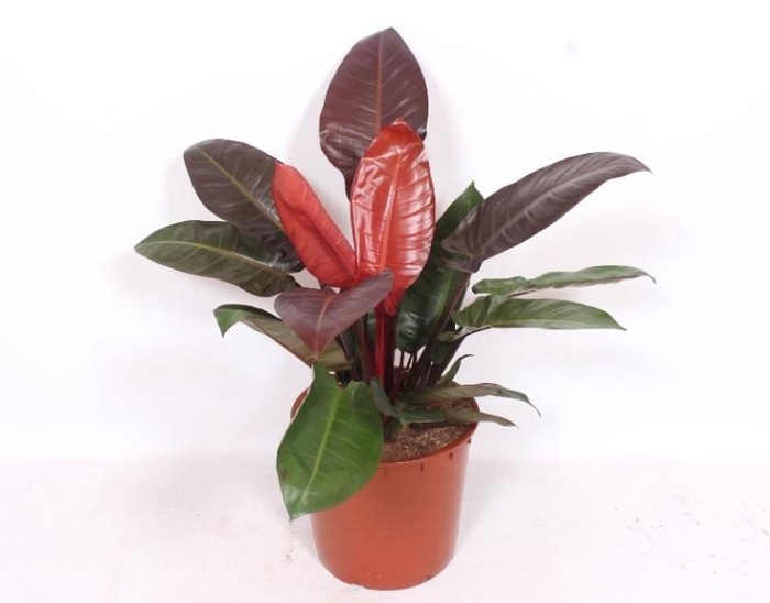<h4>Philodendron Sun Red</h4>