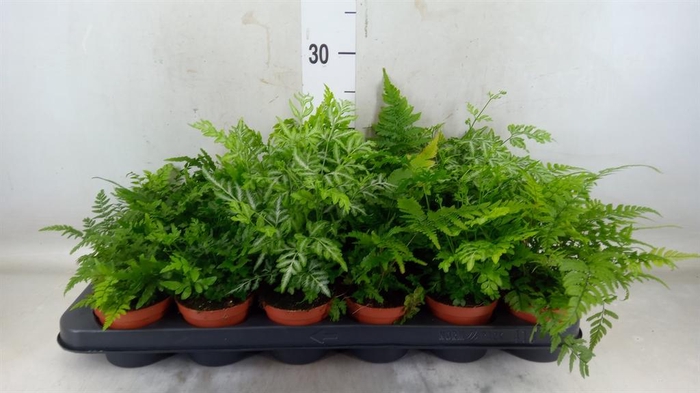 <h4>Ferns   ...mix</h4>