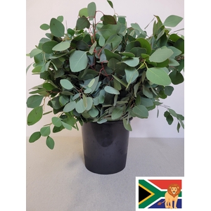 EUC POPULUS PER STEEL -ZA-BUSH