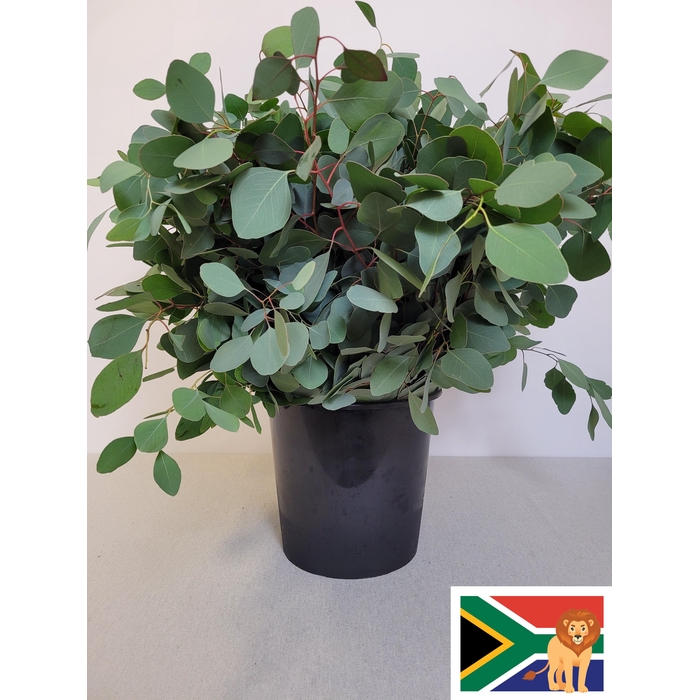 <h4>EUC POPULUS PER STEEL -ZA-BUSH</h4>