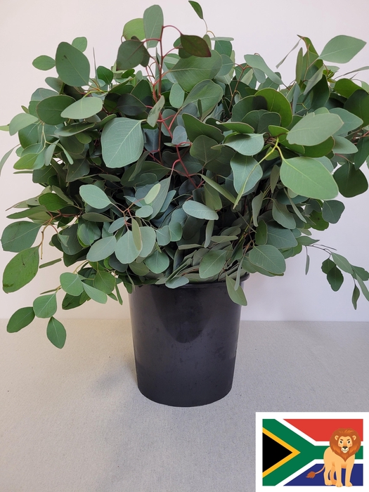 EUC POPULUS PER STEEL -ZA-BUSH