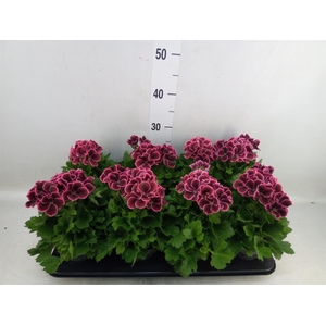 Pelargonium gran.   ..