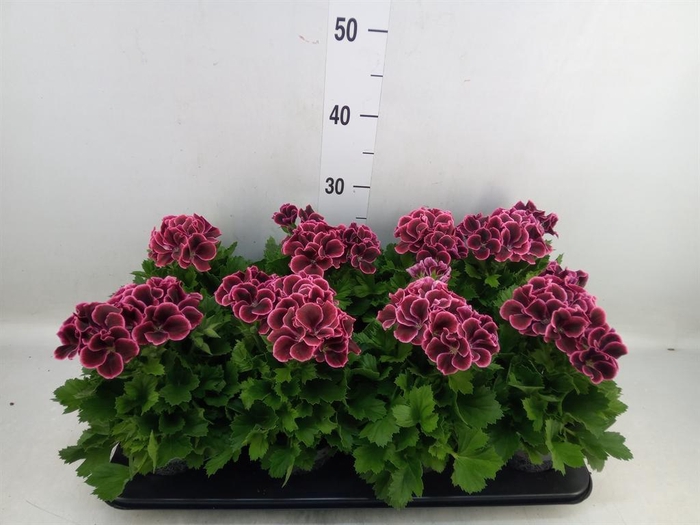 <h4>Pelargonium gran.   ..</h4>