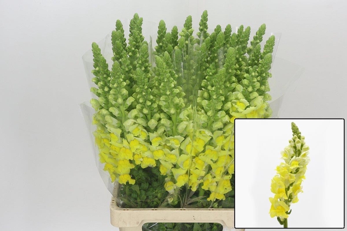 <h4>ANTIR POTO YELLOW</h4>