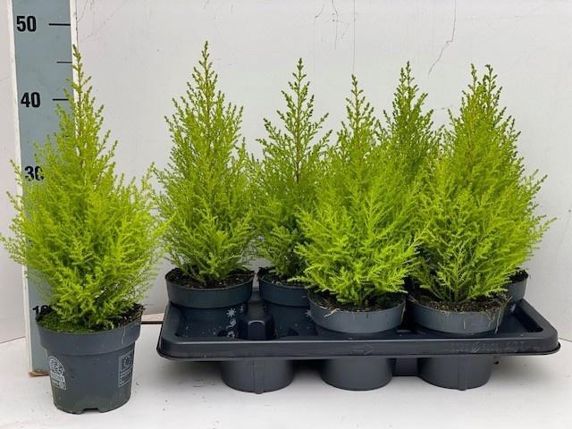 <h4>CUPR MA GOLDC WILMA</h4>