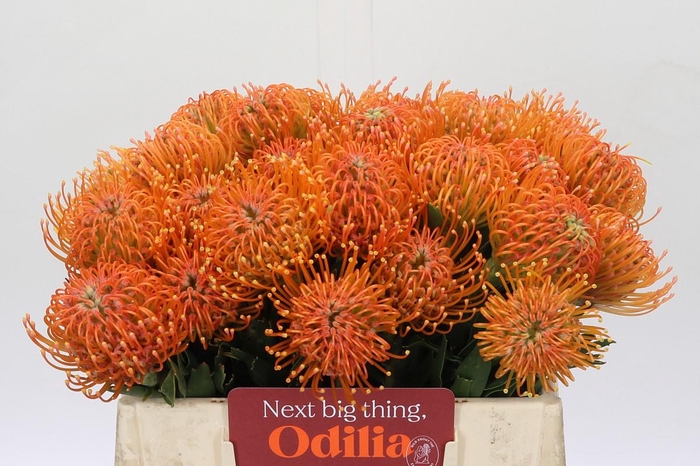 <h4>Nutans Ayoba Peach</h4>