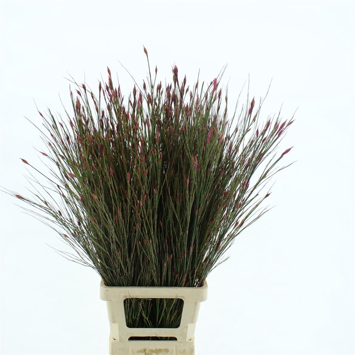 <h4>Bell Reed Dyed Pink</h4>