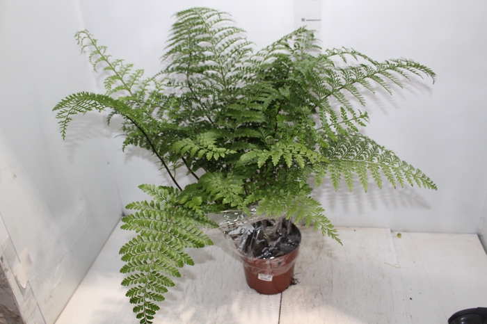 <h4>ASPLENIUM PARVATI P17</h4>