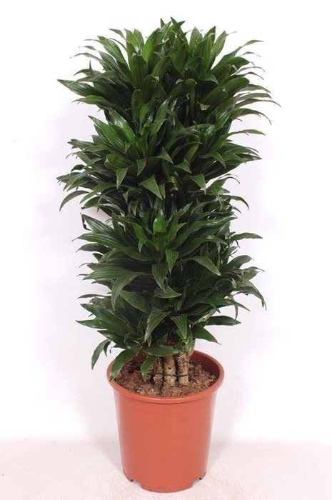 <h4>Dracaena Compacta</h4>
