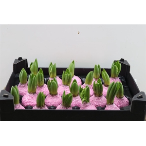 Wax Hyacinth Korrel Baby Roze