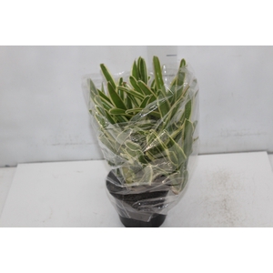 NEOREGELIA VARIEGATA P13
