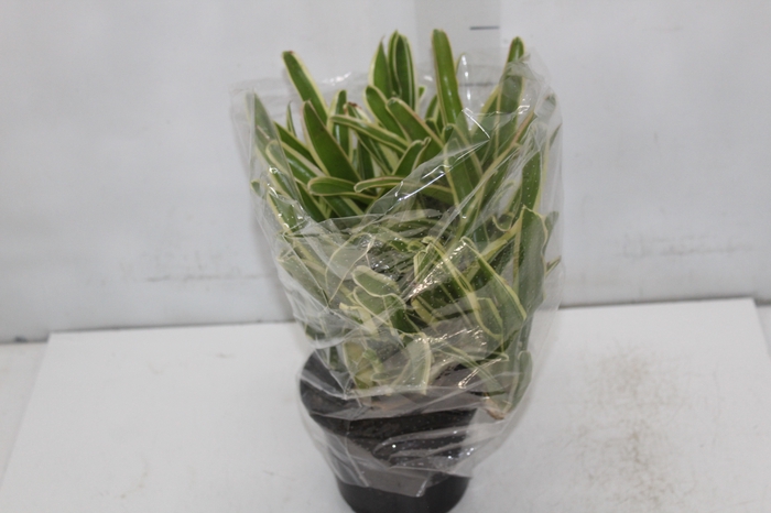 <h4>NEOREGELIA VARIEGATA P13</h4>