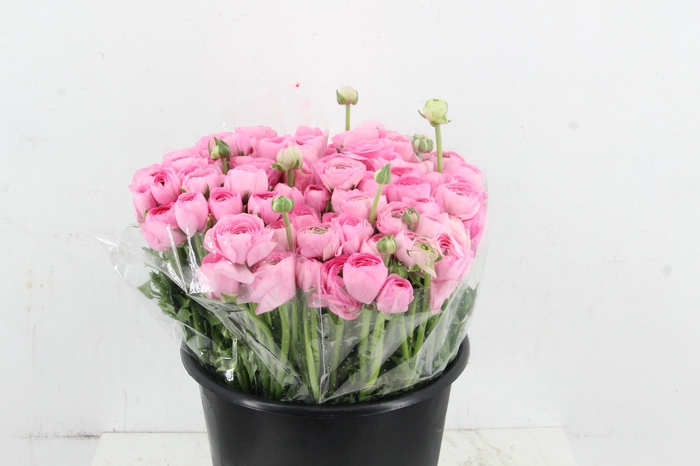 <h4>RAN ELEGANCE PINK</h4>