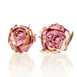Rose cherry brandy orange/brown 5-5,5cm