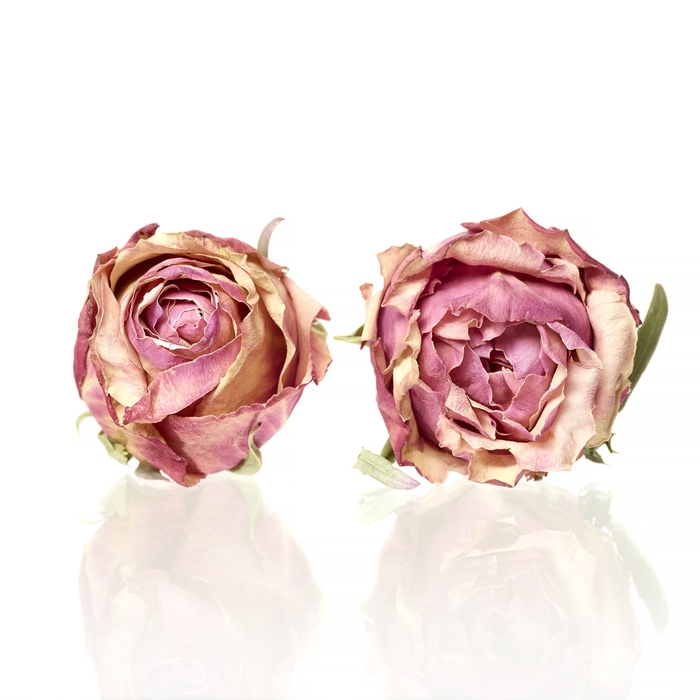 Rose cherry brandy orange/brown 5-5,5cm