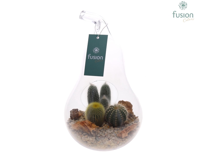 <h4>Glazen peer met Arrangement D17 H30</h4>