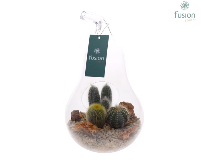 <h4>Glazen peer met Arrangement D17 H30</h4>