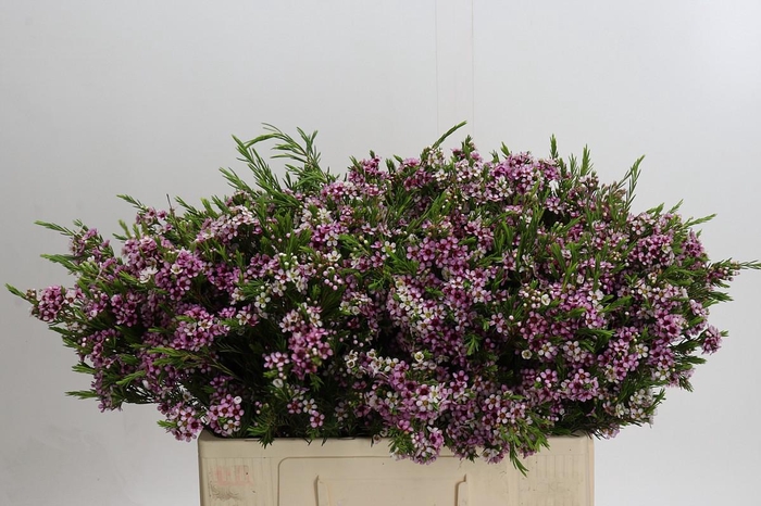 <h4>Chamelaucium Niki</h4>