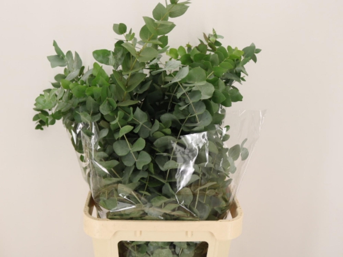 <h4>EUC CINEREA PER BOS</h4>