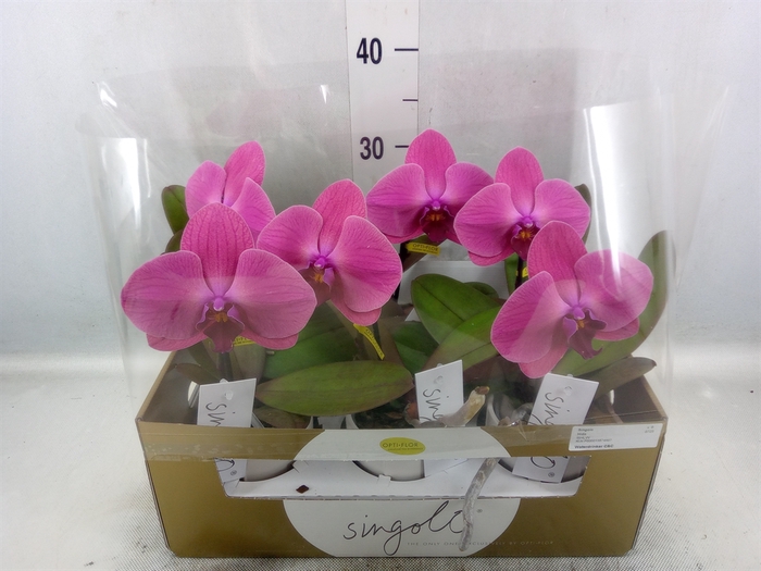 <h4>Phalaenopsis   ...lilac</h4>