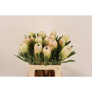 PROTEA WHITE NIGHT