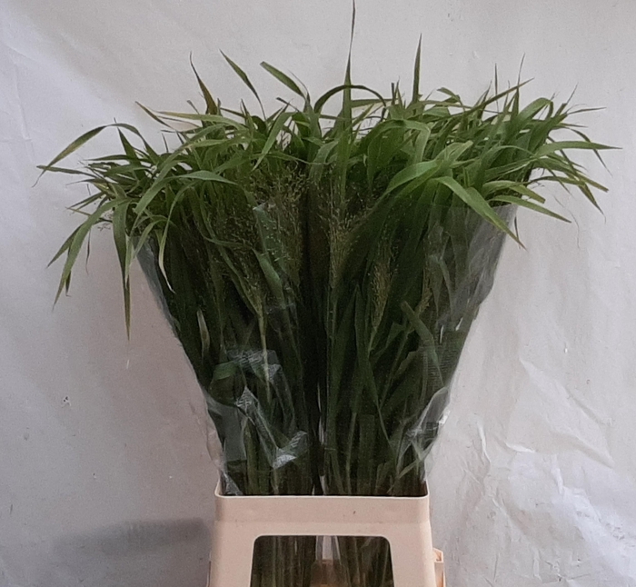 <h4>PANIC VI FONTAINE</h4>