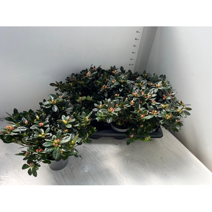 <h4>RHODO SI GEM</h4>