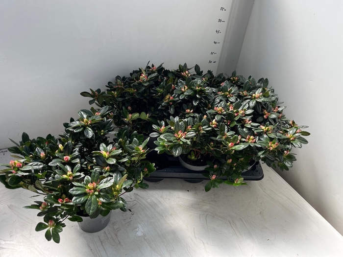 <h4>RHODO SI GEM</h4>