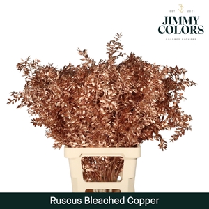 Ruscus Bleached Italy L70 Copper