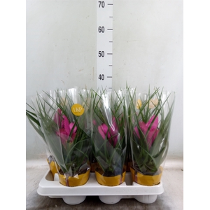 Tillandsia cyanea 'Josee'