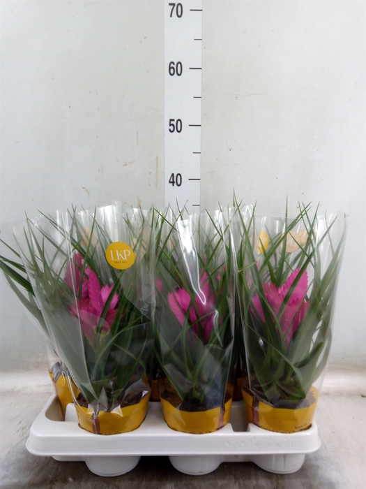 <h4>Tillandsia cyanea 'Josee'</h4>