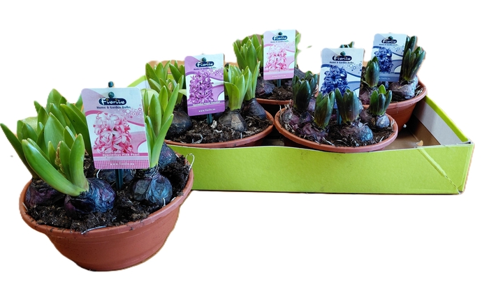 <h4>HYACIN ORIENTAL GEM</h4>